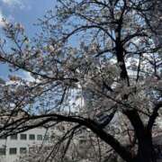 ヒメ日記 2025/04/08 22:32 投稿 白浜もか 五反田 必要以上のエステ（シンデレラグループ）