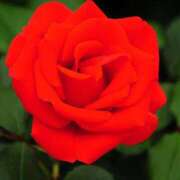 ヒメ日記 2025/02/06 11:45 投稿 しゅうか 西船人妻花壇