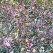 ヒメ日記 2025/03/03 11:45 投稿 しゅうか 西船人妻花壇