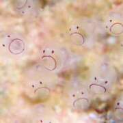 ヒメ日記 2025/04/08 09:30 投稿 しゅうか 西船人妻花壇