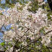 ヒメ日記 2025/05/01 09:42 投稿 しゅうか 西船人妻花壇