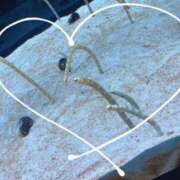 ヒメ日記 2025/08/07 17:00 投稿 しゅうか 西船人妻花壇