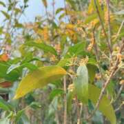 ヒメ日記 2025/10/14 07:35 投稿 しゅうか 西船人妻花壇