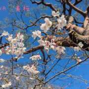 ヒメ日記 2026/03/26 10:09 投稿 美桜（みお） DIVA-ディーバ-【DIVAグループ】