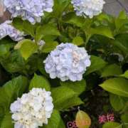 ヒメ日記 2026/06/11 10:46 投稿 美桜（みお） DIVA-ディーバ-【DIVAグループ】