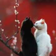 ヒメ日記 2025/01/04 21:39 投稿 あずさ ニューヨークニューヨーク