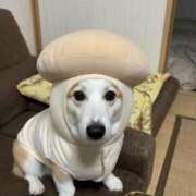 ヒメ日記 2025/12/27 13:00 投稿 のえる 奴隷コレクション