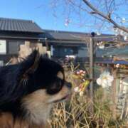 ヒメ日記 2025/04/02 17:42 投稿 まな [優良人妻店]セレブスタイル（山口～防府～萩）