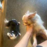 ヒメ日記 2025/09/25 21:27 投稿 まな [優良人妻店]セレブスタイル（山口～防府～萩）