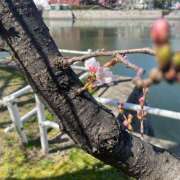 ヒメ日記 2026/03/24 14:15 投稿 まな [優良人妻店]セレブスタイル（山口～防府～萩）