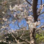 ヒメ日記 2026/03/25 12:08 投稿 まな [優良人妻店]セレブスタイル（山口～防府～萩）