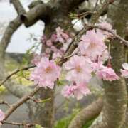 ヒメ日記 2026/04/07 01:26 投稿 まな [優良人妻店]セレブスタイル（山口～防府～萩）