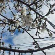 ヒメ日記 2025/04/01 12:04 投稿 るい☆興奮MAXボディー ジャックと豆の木