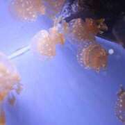 ヒメ日記 2025/01/26 11:51 投稿 ちか 横浜モンデミーテ（シンデレラグループ）