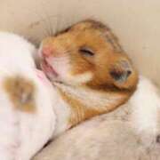 ヒメ日記 2025/11/25 10:23 投稿 ちか 横浜モンデミーテ（シンデレラグループ）