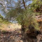 ヒメ日記 2026/08/24 12:25 投稿 えま 甘えるの大好き！！ ウエスト・コム