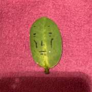 ヒメ日記 2025/03/10 09:02 投稿 さくら ナイスディ