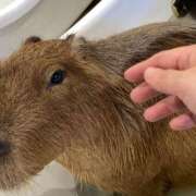 ヒメ日記 2025/06/29 12:03 投稿 さくら ナイスディ