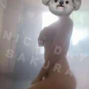 ヒメ日記 2026/01/21 15:01 投稿 さくら ナイスディ