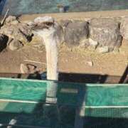 ヒメ日記 2026/02/04 19:00 投稿 さくら ナイスディ