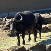 ヒメ日記 2026/02/14 21:28 投稿 さくら ナイスディ