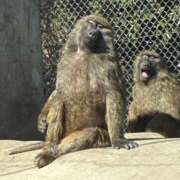 ヒメ日記 2026/03/26 23:24 投稿 さくら ナイスディ