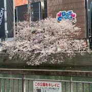 ヒメ日記 2026/04/01 20:21 投稿 さくら ナイスディ