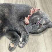 ヒメ日記 2026/02/01 17:50 投稿 内山 誘惑マル秘ミセス