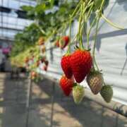 ヒメ日記 2025/04/04 15:37 投稿 加藤みさき 東京不倫 渋谷店