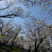 ヒメ日記 2025/04/08 17:27 投稿 加藤みさき 東京不倫 渋谷店