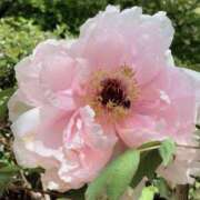 ヒメ日記 2025/04/23 14:47 投稿 加藤みさき 東京不倫 渋谷店