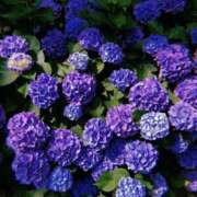 ヒメ日記 2025/05/31 21:07 投稿 加藤みさき 東京不倫 渋谷店