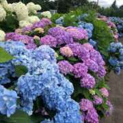 ヒメ日記 2025/07/19 10:17 投稿 加藤みさき 東京不倫 渋谷店