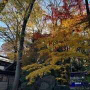 ヒメ日記 2025/11/12 15:27 投稿 加藤みさき 東京不倫 渋谷店