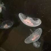 ヒメ日記 2026/01/24 10:54 投稿 なえ 電車でGOAL！