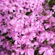 ヒメ日記 2025/05/03 16:28 投稿 林田恵奈 五十路マダム 郡山店