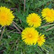 ヒメ日記 2025/05/05 15:52 投稿 林田恵奈 五十路マダム 郡山店