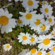 ヒメ日記 2025/05/06 15:38 投稿 林田恵奈 五十路マダム 郡山店