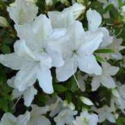 ヒメ日記 2025/05/09 15:24 投稿 林田恵奈 五十路マダム 郡山店