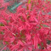 ヒメ日記 2025/09/22 11:54 投稿 林田恵奈 五十路マダム 郡山店