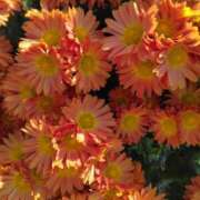 ヒメ日記 2025/11/15 14:12 投稿 林田恵奈 五十路マダム 郡山店