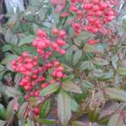 ヒメ日記 2025/12/15 13:42 投稿 林田恵奈 五十路マダム 郡山店