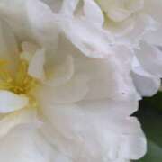 ヒメ日記 2025/12/23 13:08 投稿 林田恵奈 五十路マダム 郡山店