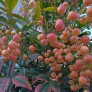 ヒメ日記 2026/01/22 16:32 投稿 林田恵奈 五十路マダム 郡山店