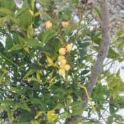 ヒメ日記 2026/01/27 12:54 投稿 林田恵奈 五十路マダム 郡山店