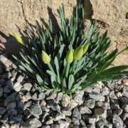 ヒメ日記 2026/03/01 11:50 投稿 林田恵奈 五十路マダム 郡山店