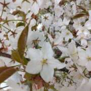 ヒメ日記 2026/04/14 16:30 投稿 林田恵奈 五十路マダム 郡山店