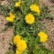 ヒメ日記 2026/04/15 09:36 投稿 林田恵奈 五十路マダム 郡山店