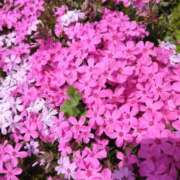 ヒメ日記 2026/04/16 12:16 投稿 林田恵奈 五十路マダム 郡山店