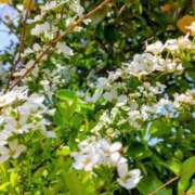 ヒメ日記 2026/04/17 08:50 投稿 林田恵奈 五十路マダム 郡山店